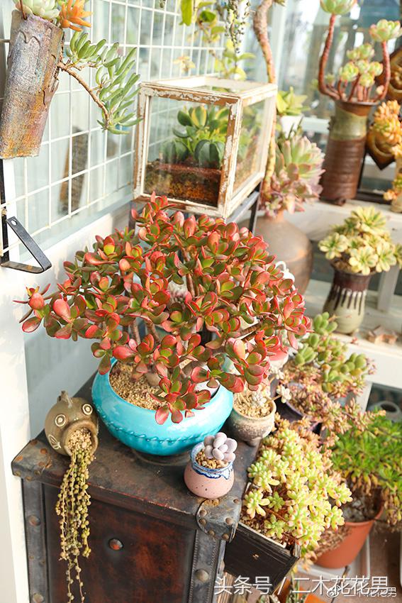 阳光房建设,怎样建造阳光房