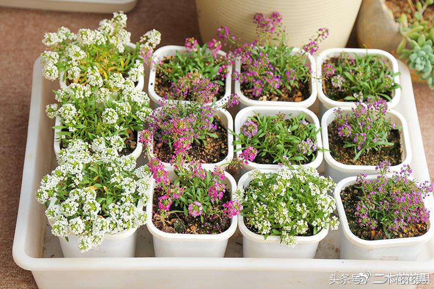 阳光房建设,怎样建造阳光房