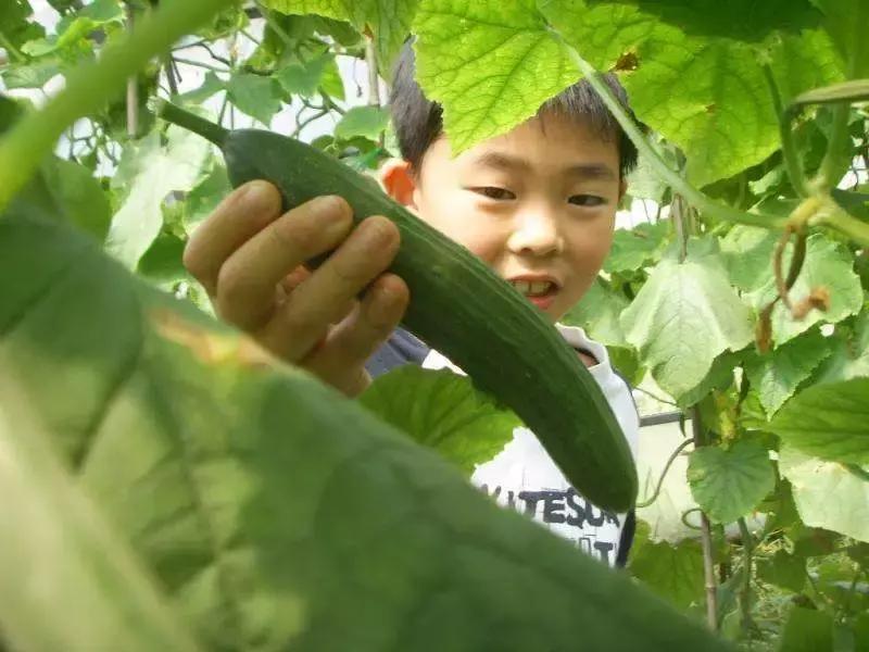 浙江采摘瓜果亲子游方案,金华采摘游最强攻略