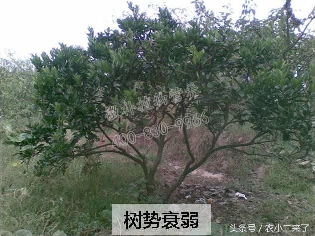 采果后使用什么肥,果园施有机肥正确方法