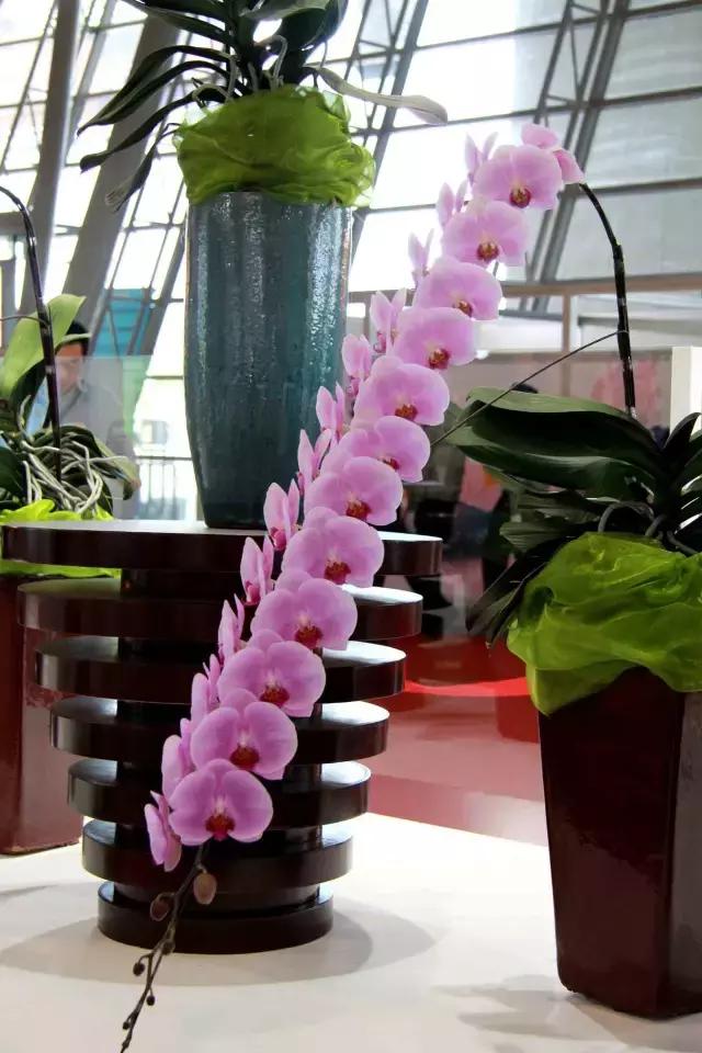蝴蝶兰价格是多少,今年的蝴蝶兰的价格是多少
