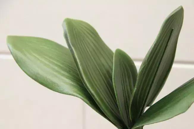 蝴蝶兰价格是多少,今年的蝴蝶兰的价格是多少