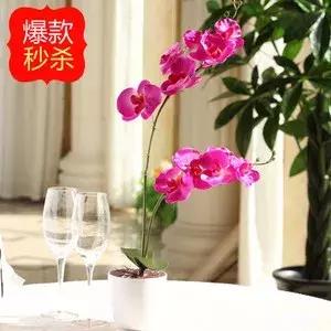 蝴蝶兰价格是多少,今年的蝴蝶兰的价格是多少