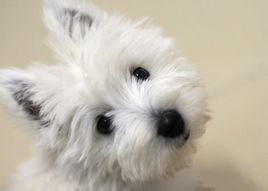 萌萌犬系列,像雪纳瑞的小型犬还有哪些