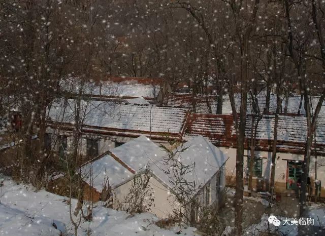 下雪了柿子红了,下雪了树枝上挂满了白雪