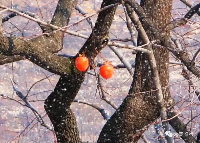 下雪了柿子红了,下雪了树枝上挂满了白雪