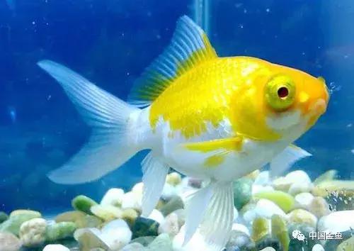 閲戦奔璺崇几鎽旀檿濡備綍鎶㈡晳,閲戦奔绐佺劧鐚濇