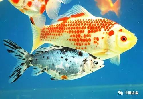 閲戦奔璺崇几鎽旀檿濡備綍鎶㈡晳,閲戦奔绐佺劧鐚濇