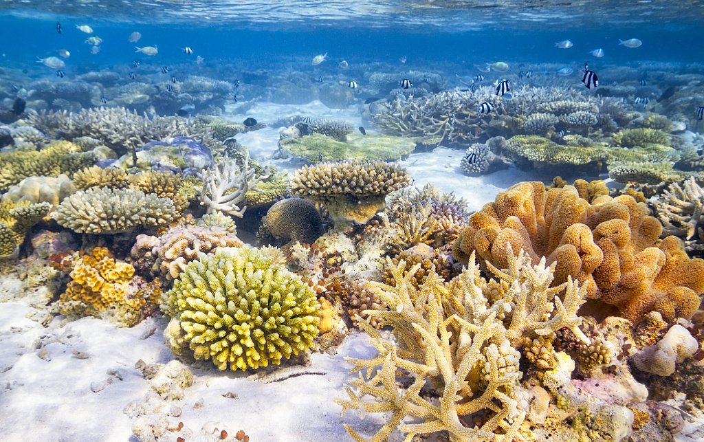 史上最全马尔代夫选岛攻略,马尔代夫顶级岛攻略