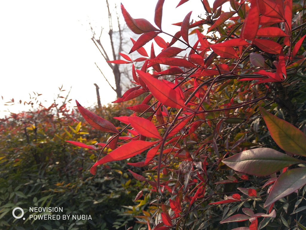 手机中的单反，真的是这样？努比亚Z17miniS评测