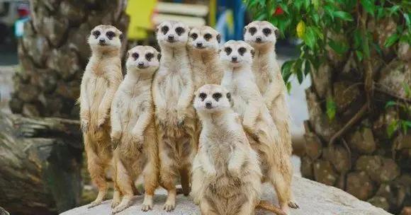 最新澳洲政策,澳籍华人最新政策