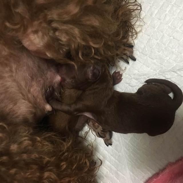 泰迪外出回来咬自己脚毛,一回家泰迪激动的咬手