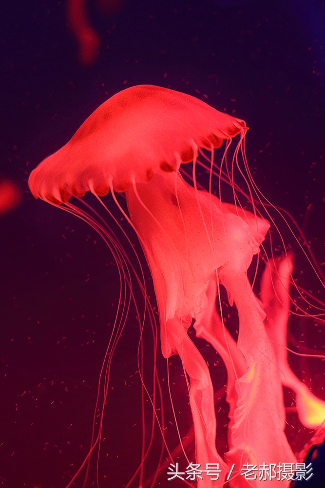 五彩斑斓的蝌蚪长什么样,不同颜色的蝌蚪