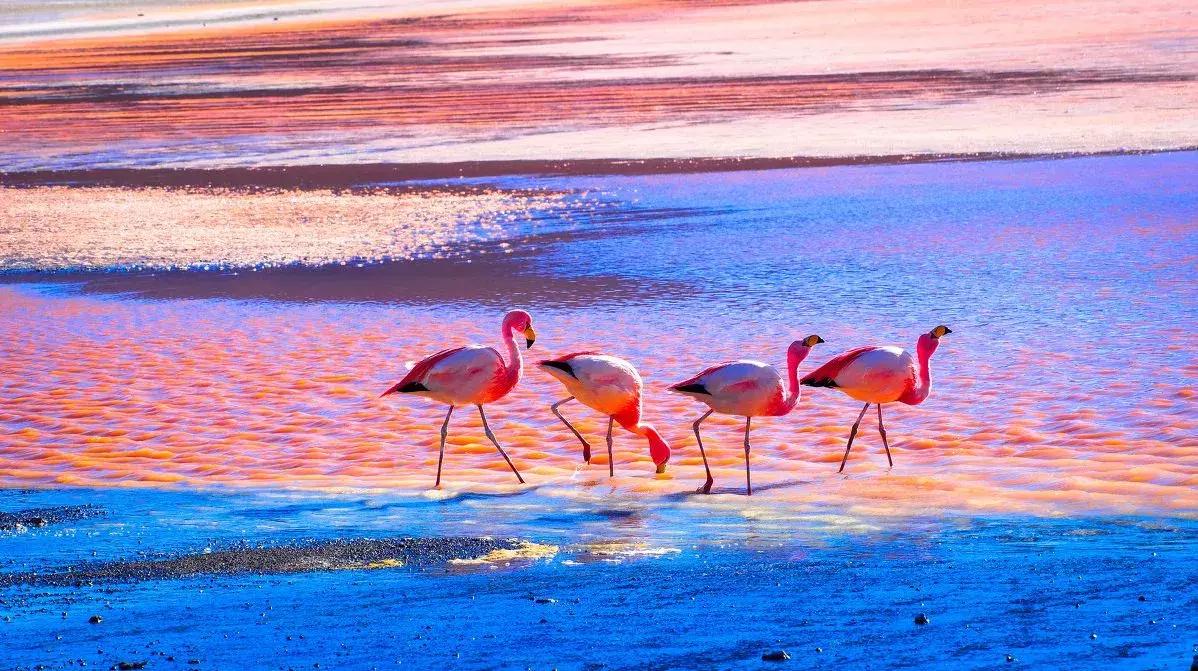 中国护照免签落地签国家,2022中国护照落地签证免签