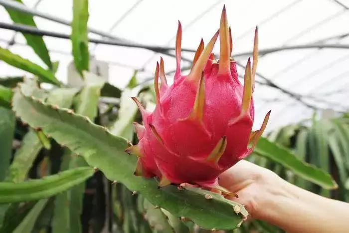 浙江采摘瓜果亲子游方案,金华采摘游最强攻略