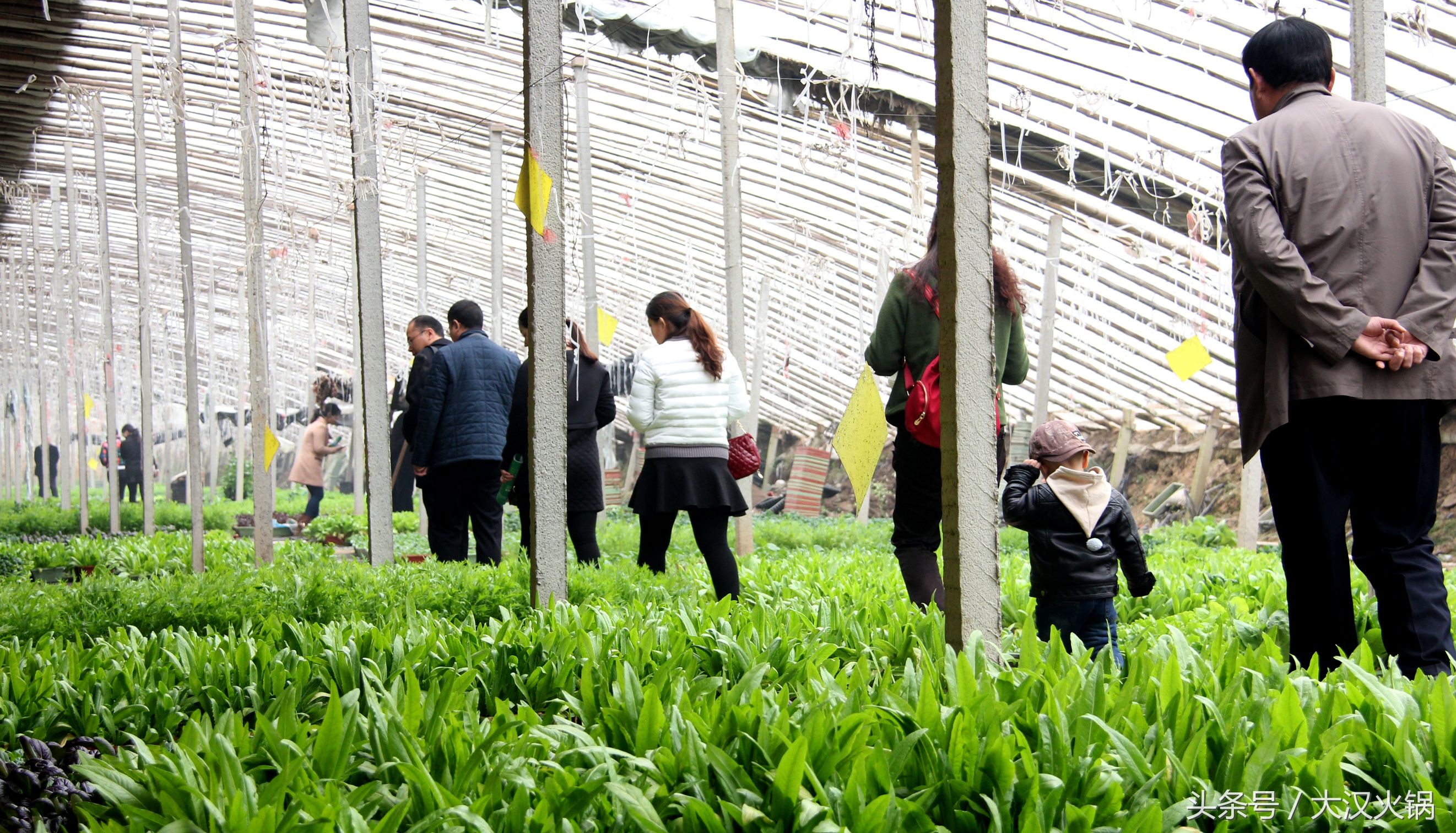 他在濮阳建了个34000平米的火锅基地，就为卖一份人均50元的火锅