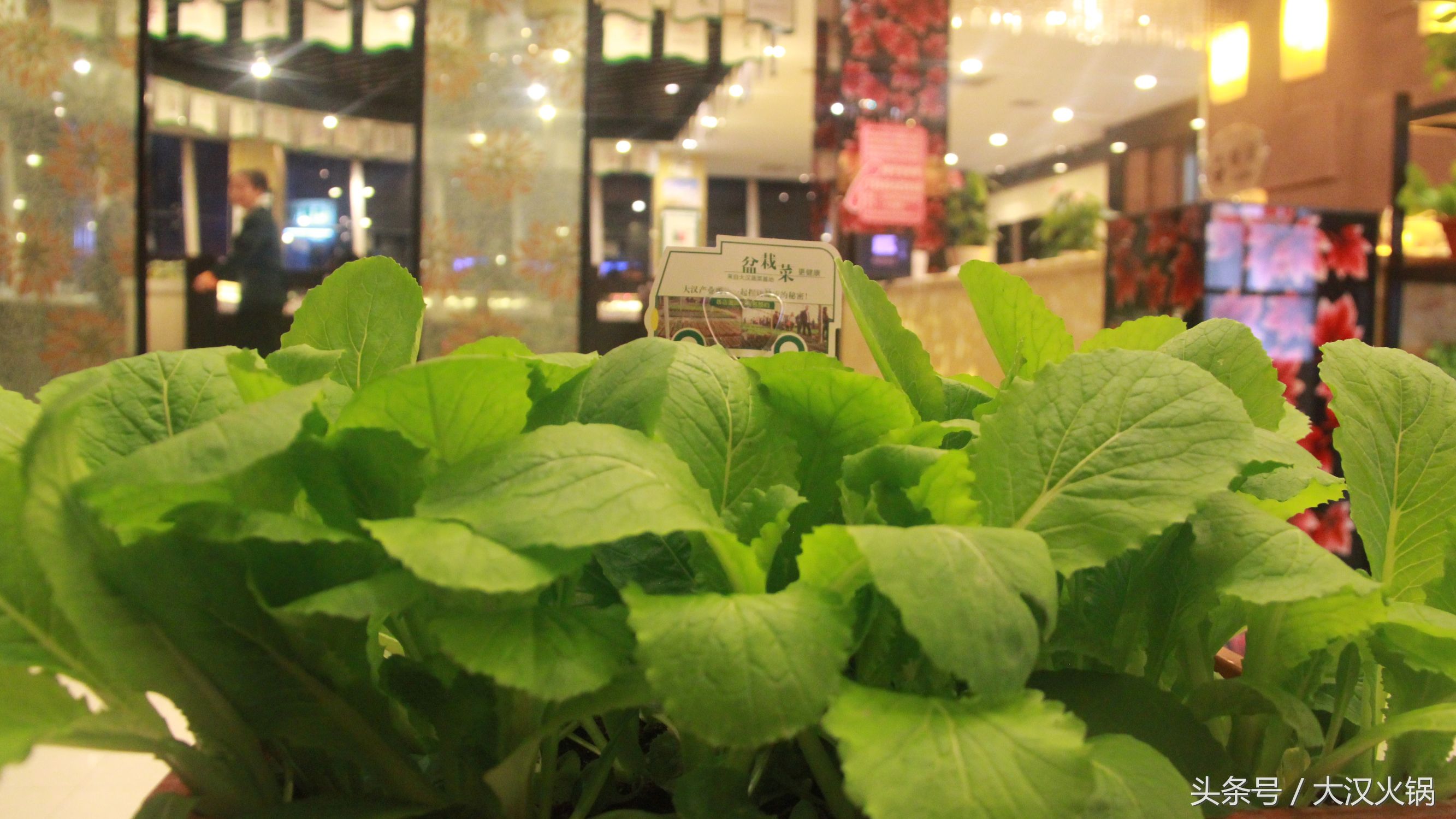 他在濮阳建了个34000平米的火锅基地，就为卖一份人均50元的火锅