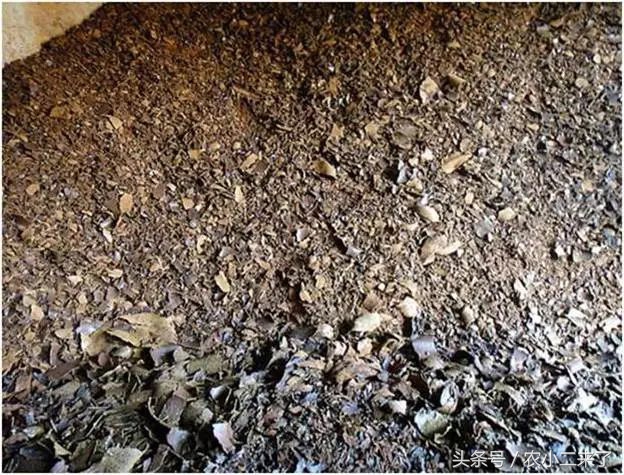 采果后使用什么肥,果园施有机肥正确方法