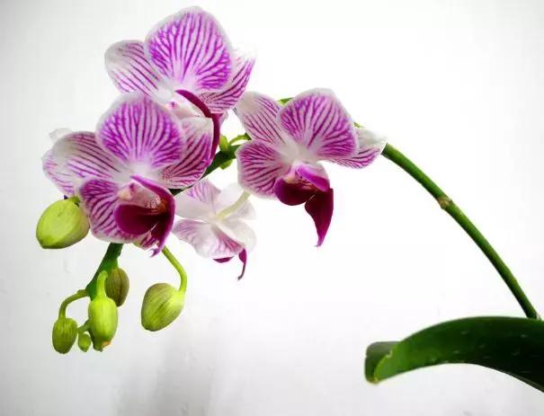 蝴蝶兰价格是多少,今年的蝴蝶兰的价格是多少