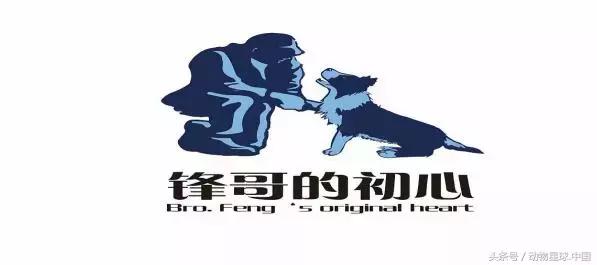 锋哥的初心训犬,锋哥的初心宠物讲解