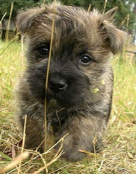 萌萌犬系列,像雪纳瑞的小型犬还有哪些