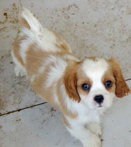 萌萌犬系列,像雪纳瑞的小型犬还有哪些