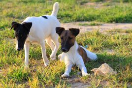 萌萌犬系列,像雪纳瑞的小型犬还有哪些