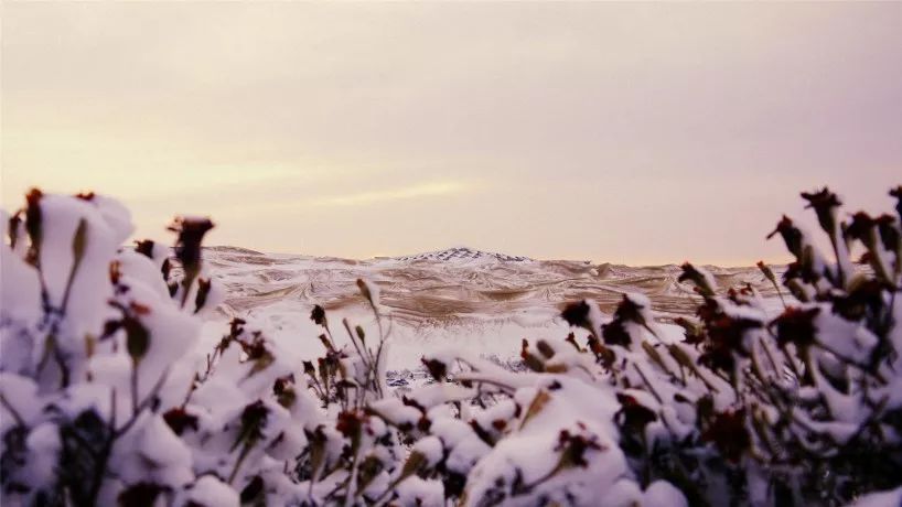 鑳藉湪娌欐紶鐪嬫槦绌虹殑閰掑簵,娌欐紶涓殑鑾茶姳閰掑簵