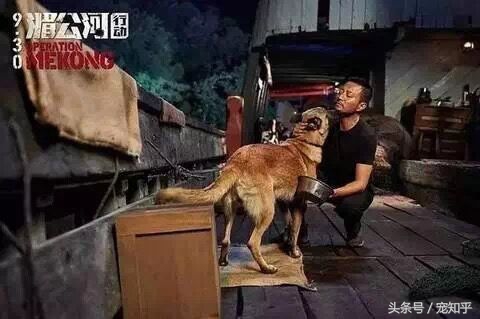 犬界精英——马犬,警察叔叔最爱它