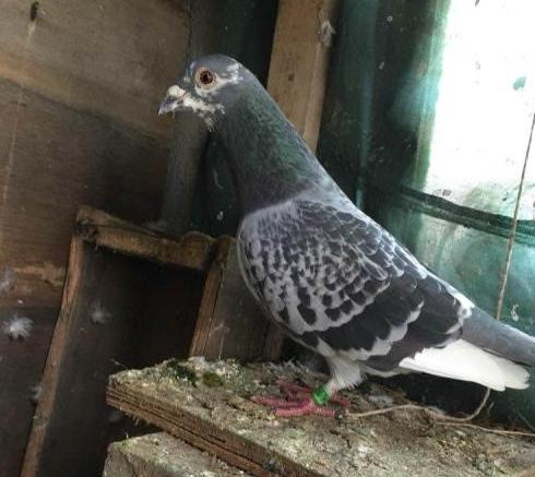 鸽眼能飞到什么天气,鸽眼有暗影好吗