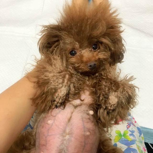 泰迪外出回来咬自己脚毛,一回家泰迪激动的咬手