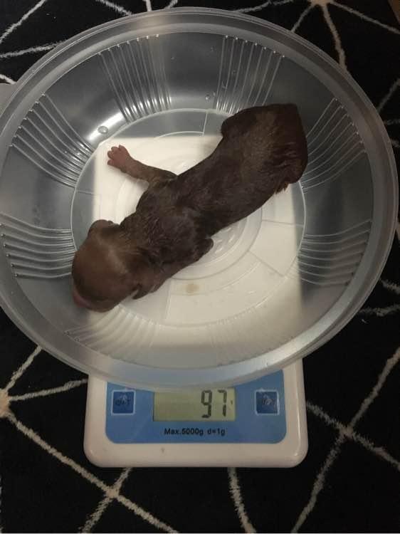 泰迪外出回来咬自己脚毛,一回家泰迪激动的咬手