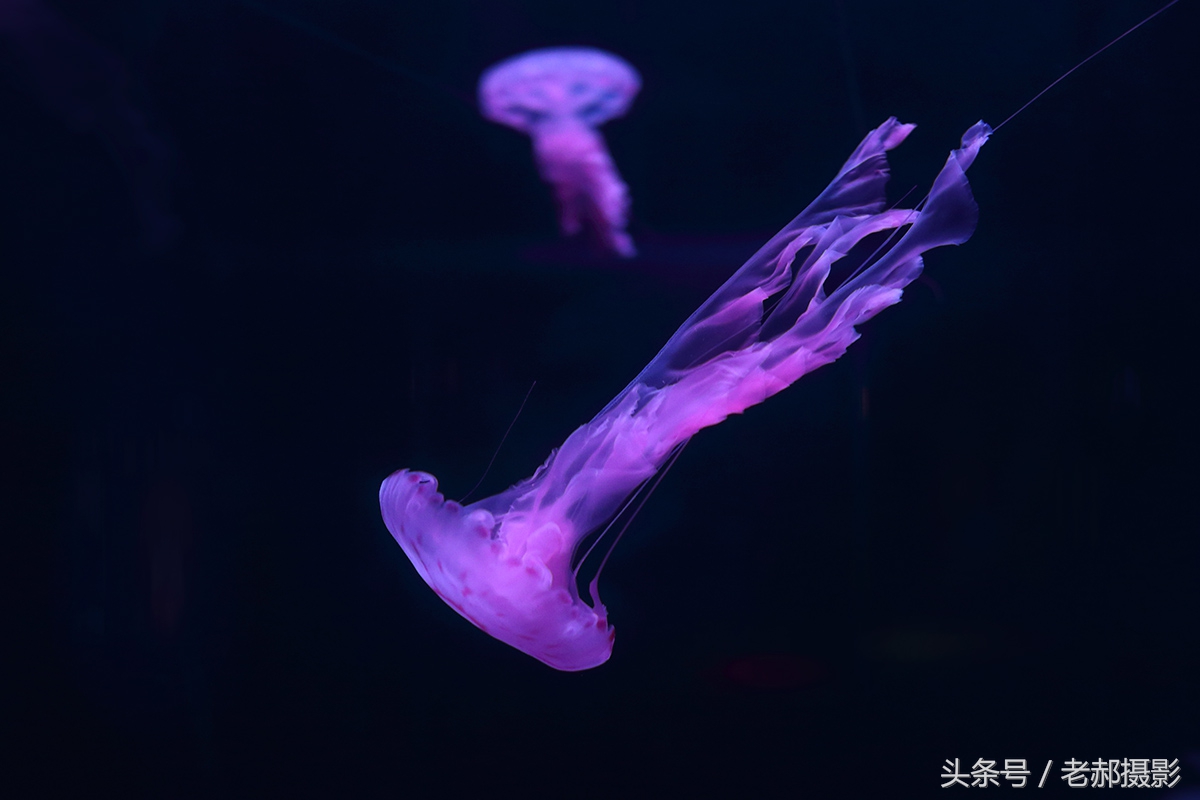 五彩斑斓的蝌蚪长什么样,不同颜色的蝌蚪