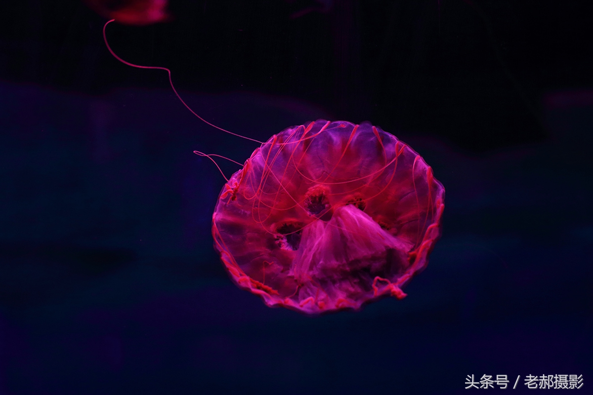 五彩斑斓的蝌蚪长什么样,不同颜色的蝌蚪