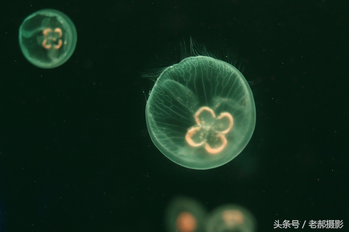 五彩斑斓的蝌蚪长什么样,不同颜色的蝌蚪