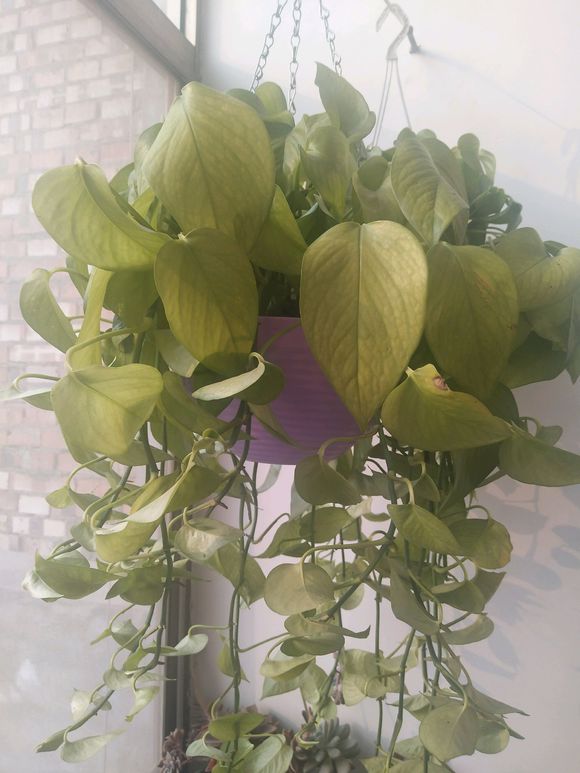 绿萝冬天叶子黄了什么原因,绿萝叶子冬天发黄是什么原因呢