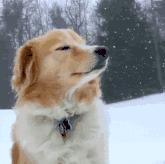 留学移民中介乱象危害,中介留学移民骗局