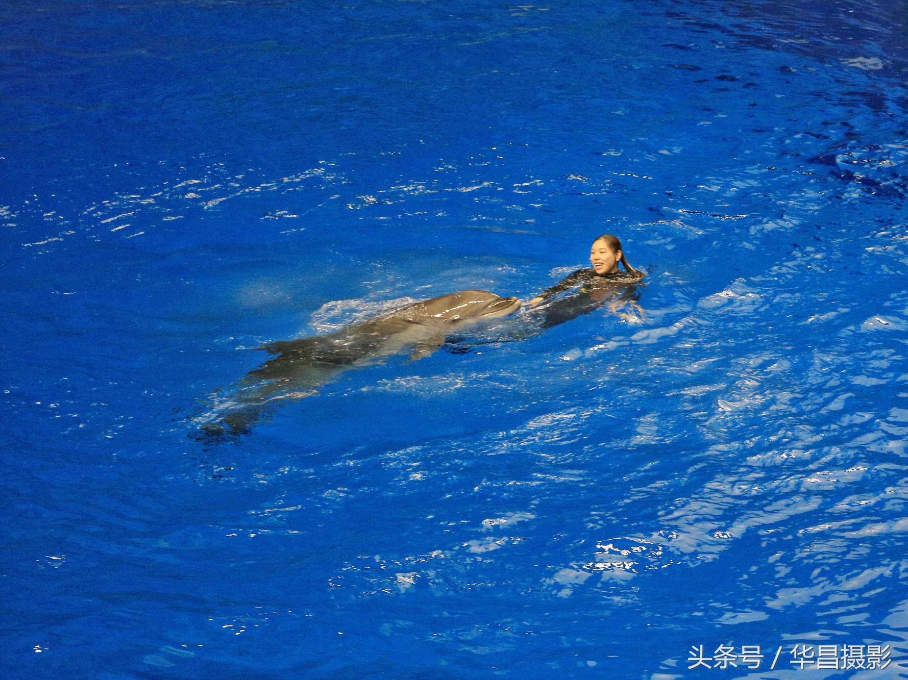 北京海洋馆海豚,北京海洋馆海豚表演时间表