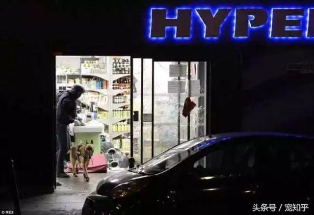 犬界精英——马犬,警察叔叔最爱它