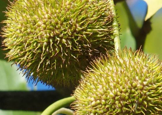 广角微距二合一镜头全新升级,长焦镜头改装手机