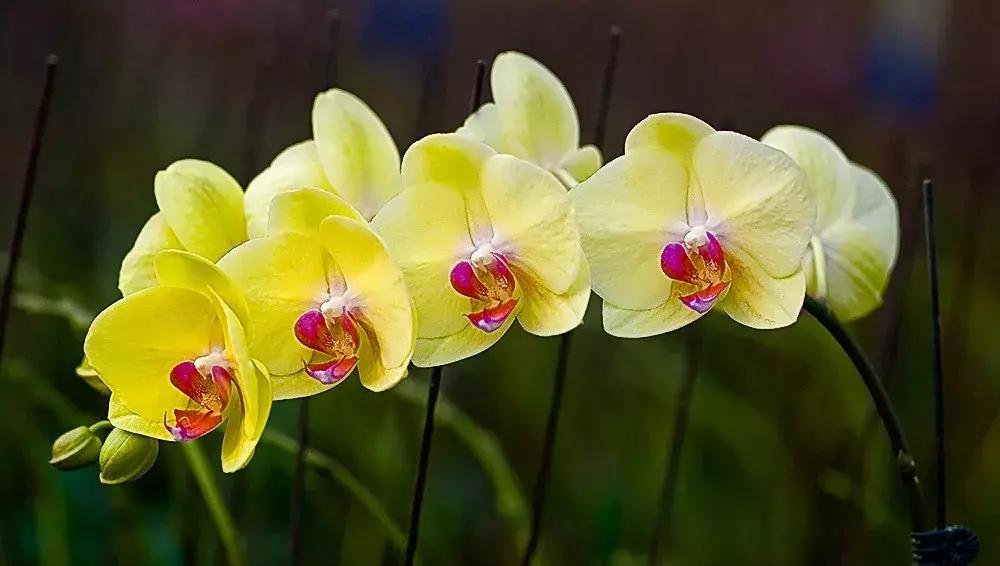 蝴蝶兰价格是多少,今年的蝴蝶兰的价格是多少