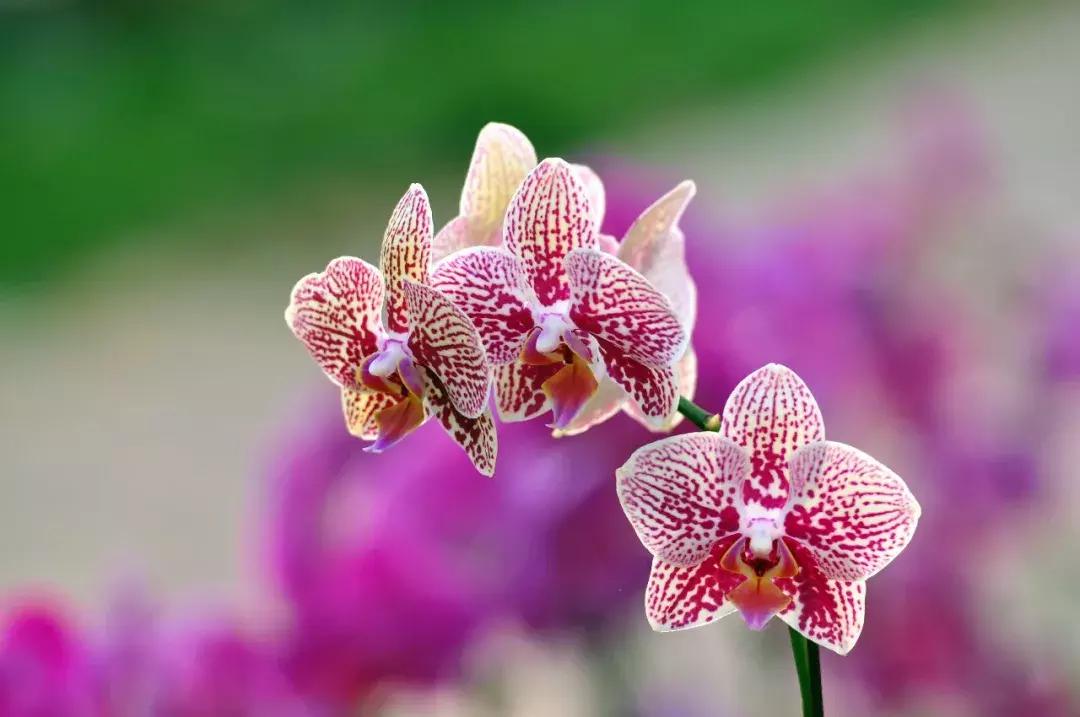 蝴蝶兰价格是多少,今年的蝴蝶兰的价格是多少