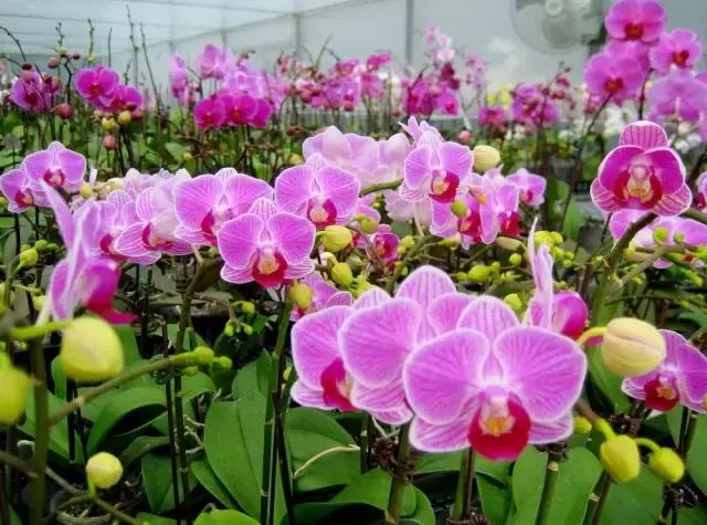 蝴蝶兰价格是多少,今年的蝴蝶兰的价格是多少