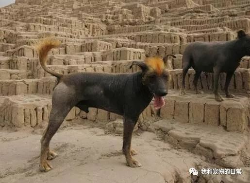 十大最名贵的犬种,世界上十大最名贵的犬种附图