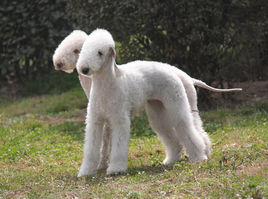 萌萌犬系列,像雪纳瑞的小型犬还有哪些