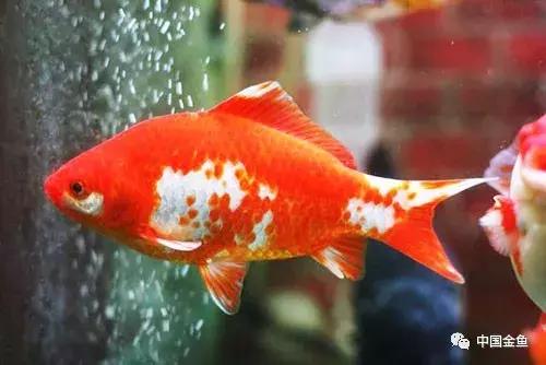 閲戦奔璺崇几鎽旀檿濡備綍鎶㈡晳,閲戦奔绐佺劧鐚濇