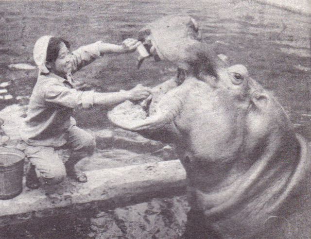 广州动物园40年前,70年代广州动物园