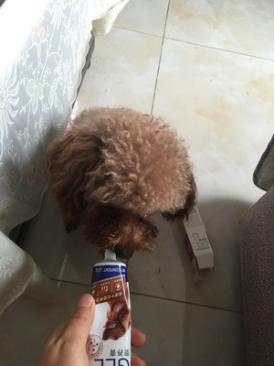 你真的选对狗狗的营养膏了吗,如何给狗狗选择一款合适的营养品