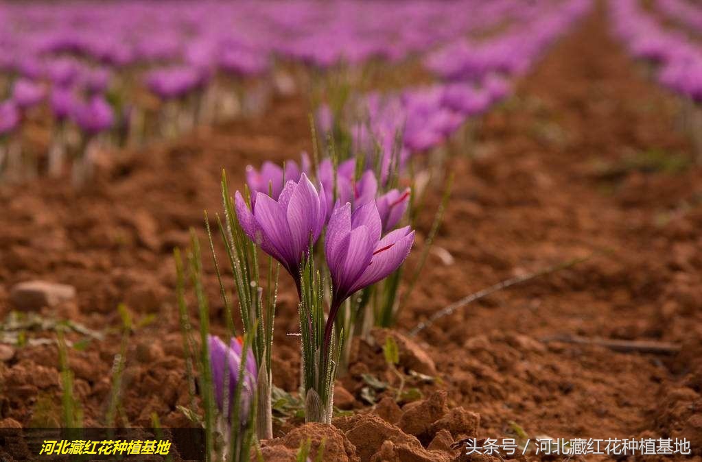 甄嬛传红花是什么药,甄嬛传中太医把脉就能判断怀孕