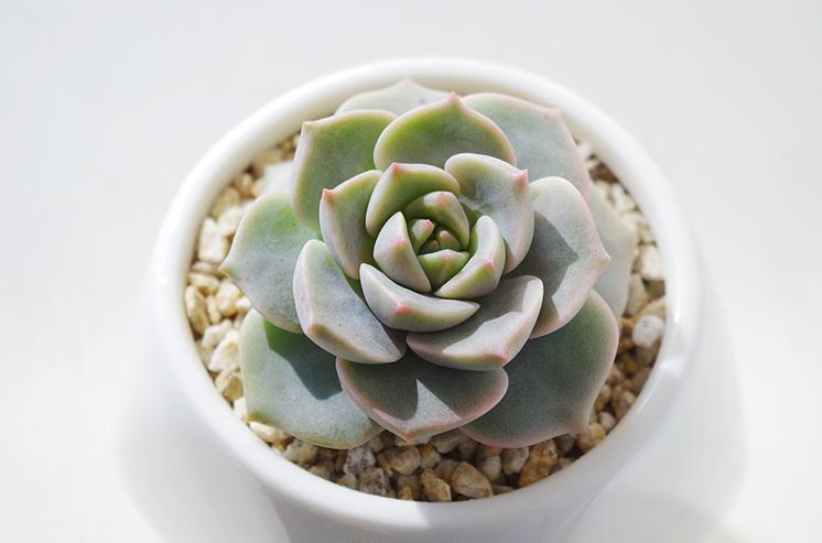 刚入坑的树桩种上多肉,新入坑的多肉花